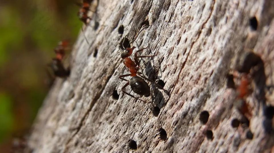 Как эффективно защитить сад от муравьев: простые и безопасные методы