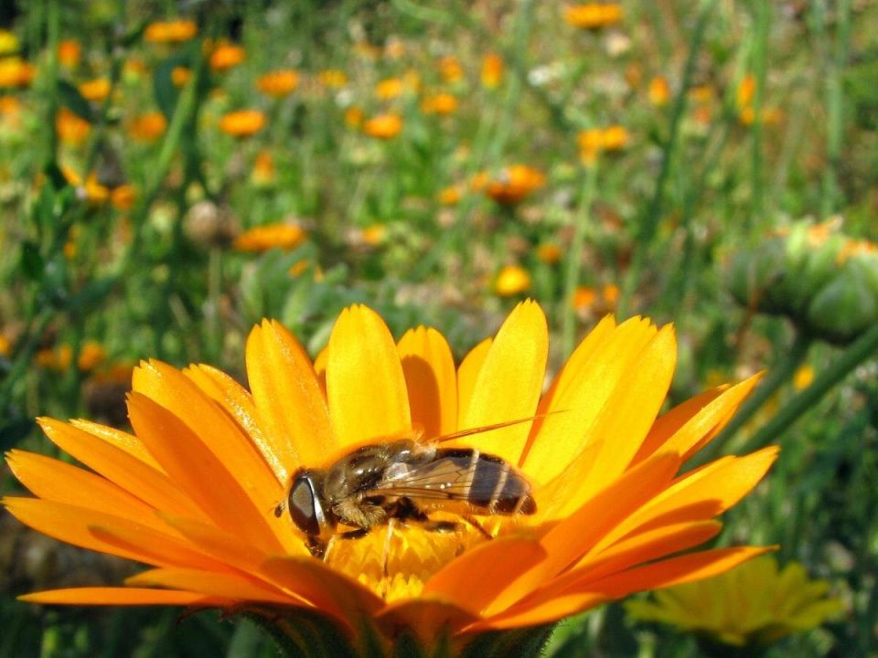 Съедобные цветы: придайте своим блюдам новые краски и ароматы