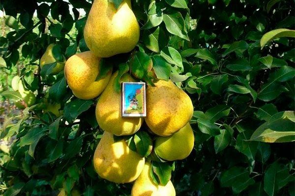 Карликовая груша Санреми: идеальное решение для вашего сада