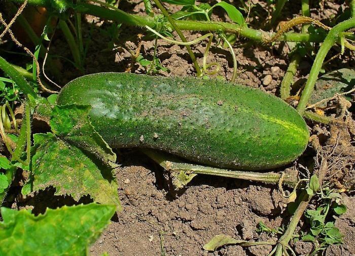 Причины пожелтения листьев огурцов в теплице