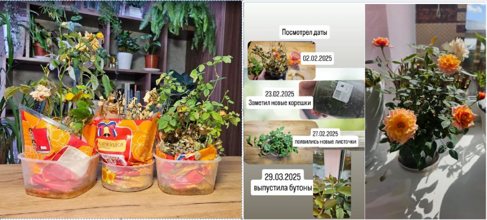 ��� ������� � ����� ������� ����: ����������� ���� �� ��������