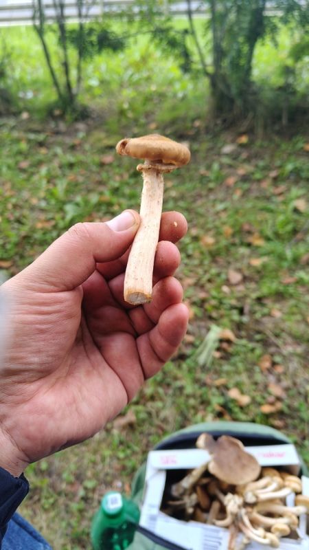 Последний грибной улов сезона: что нашли в лесу