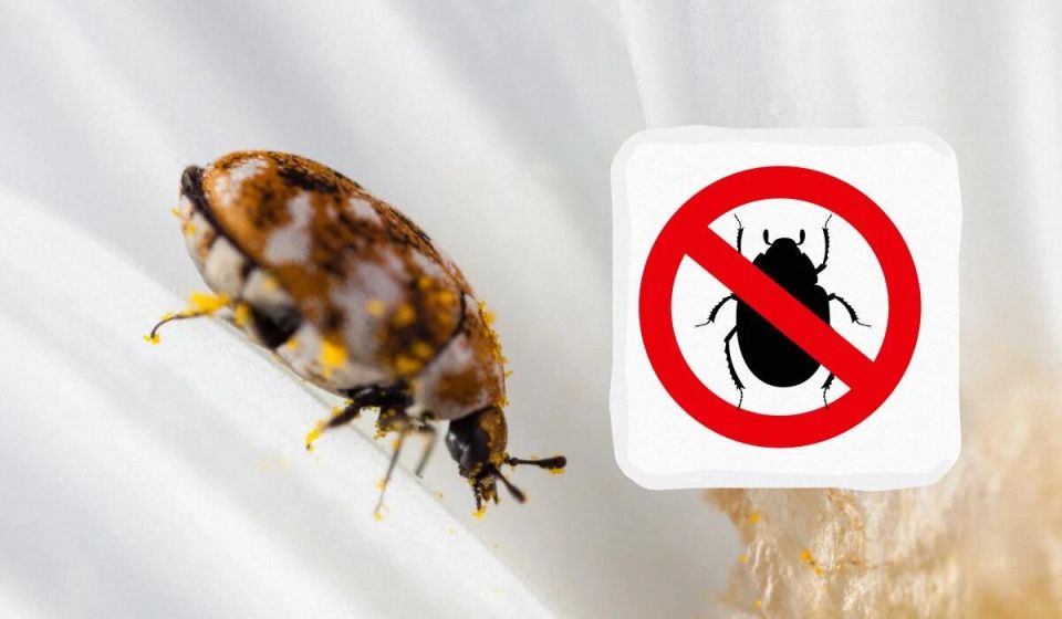 ��������� ������ �����: ��������� � ������ ������ � ����