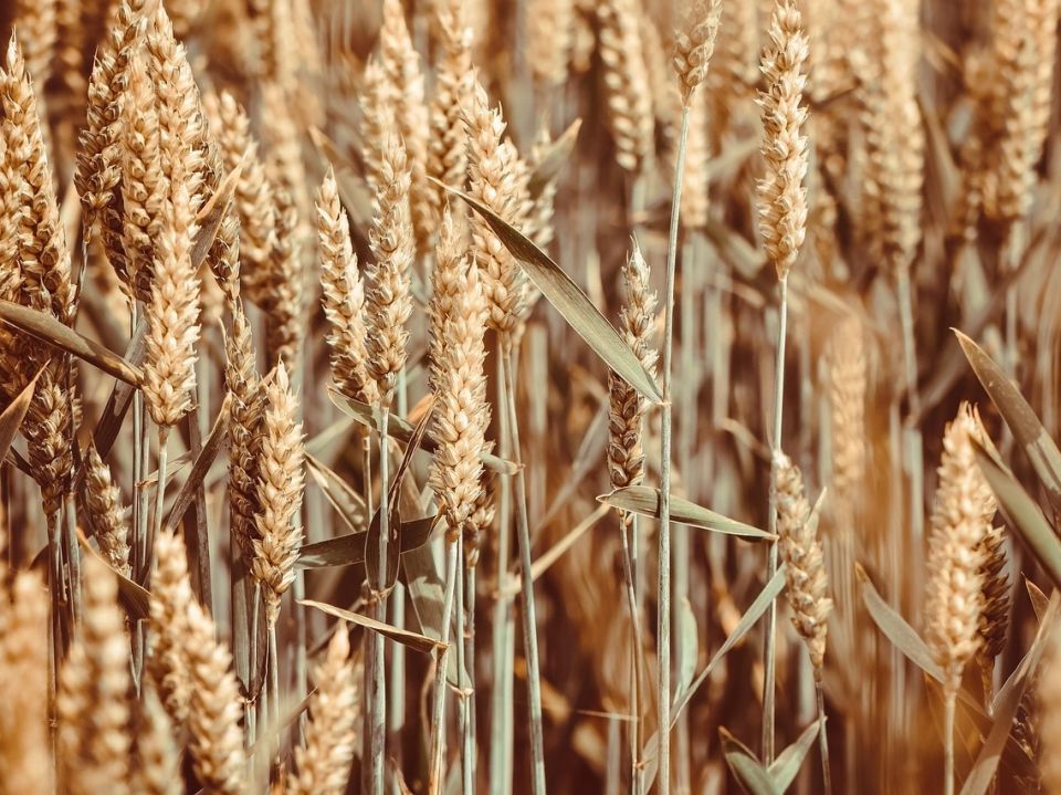 �������� ������ 2025: ������� �� ���� ��������