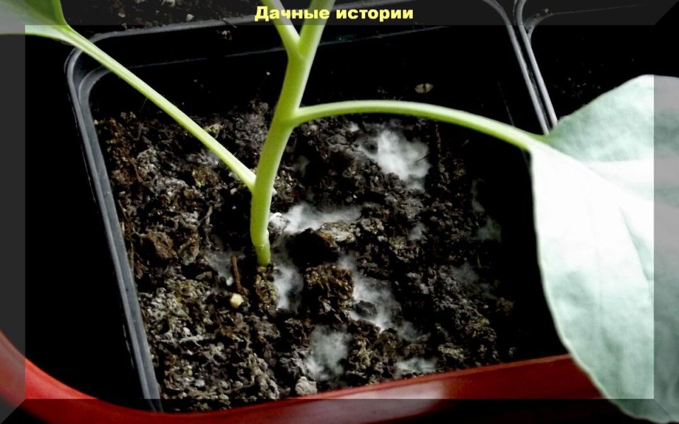 ��� ���������� � �������� �� �������: ���� � ���������