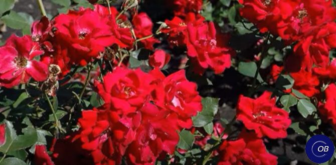 ��������� ����: ����� ������ ������ ��� ������ ���� � 2025 ����