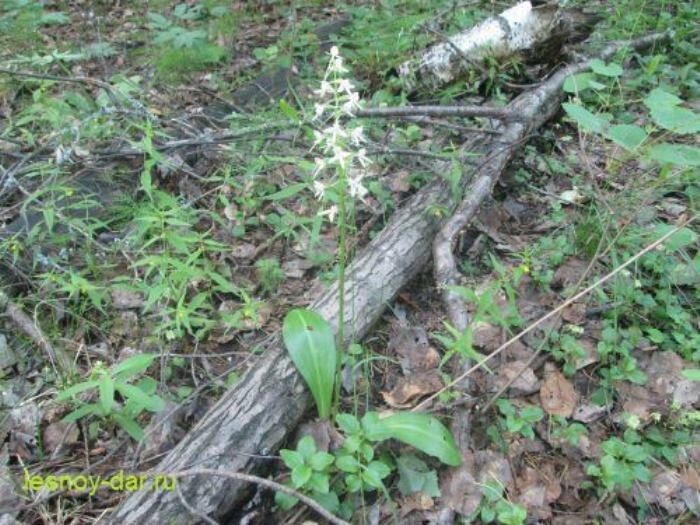 ����� ����� ����������: ������ ��� ������� ����� �������� ������ �����