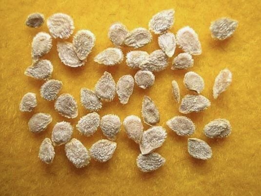 Почему производители семян создают одноразовые сорта: миф или реальность?