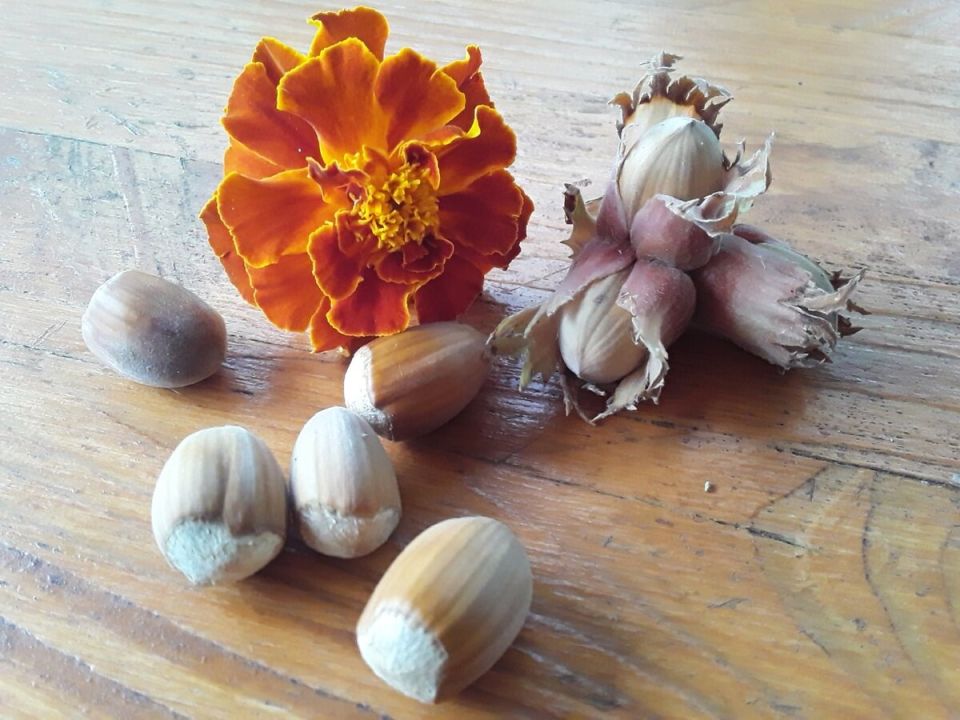 Тайна новогодних орехов: как бьют рекорды традиций