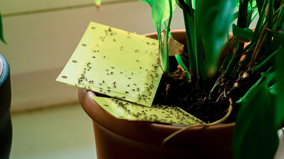 ���������� ����� � ��������� ���������: 12 ������� � ����������� ��������