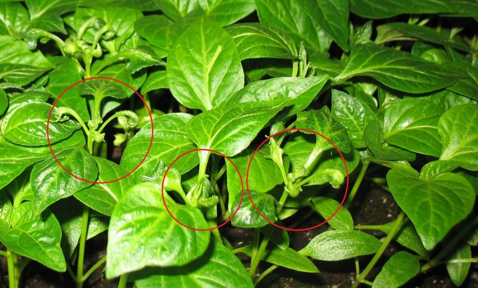 Секрет раннего урожая: как избавиться от первого бутона перца для максимальной отдачи