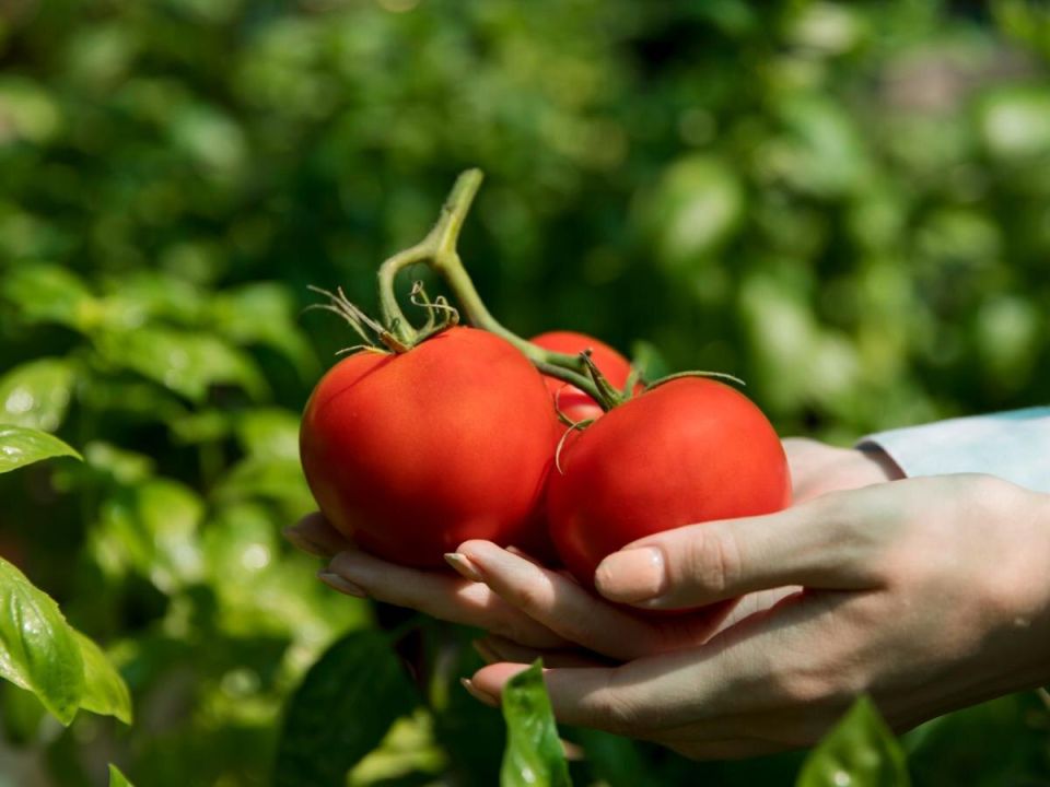 Как лунный календарь помогает садоводам вырастить лучшие томаты в 2026 году