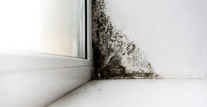 Как избавиться от плесени на стенах и окнах: эффективный метод с акриловой грунтовкой