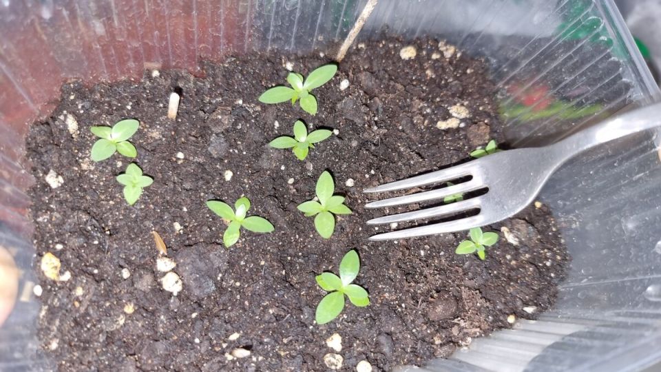 Эустома: правильная пикировка для здоровой рассады