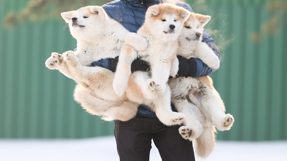 Новый законопроект о разведении животных: шаг к порядку или бюрократия?