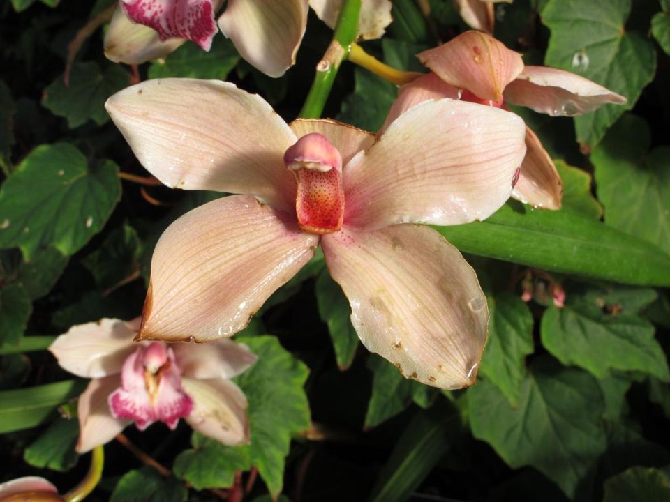 ��� ���� ������ ����� �������� ���� �������: ������� ���������� ���������