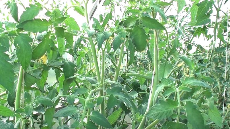 ��� �������� ������ ������: ����������� ������ ��� ��������� �������