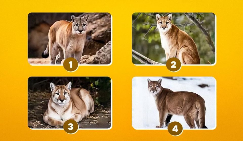 ��� ������� ��������� ����: ����, ������� �������� ���� ����� ���������