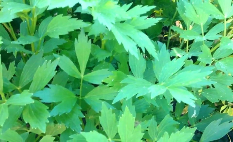 ��������: ������� ������� �� ����� �������