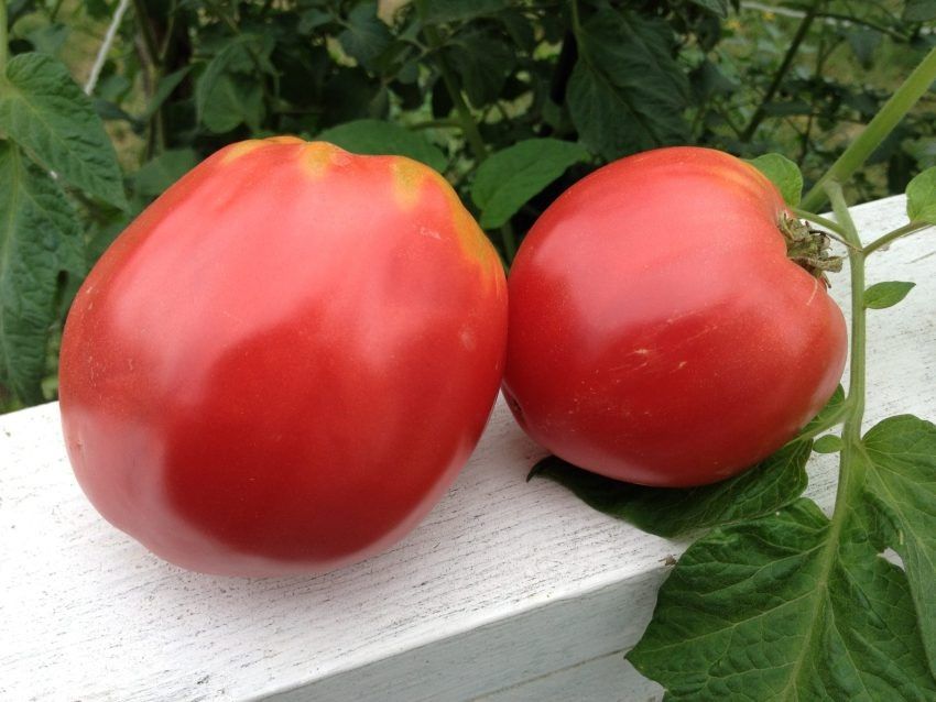 ����� ��������� ��������: ������� ����� ��� ������ �������