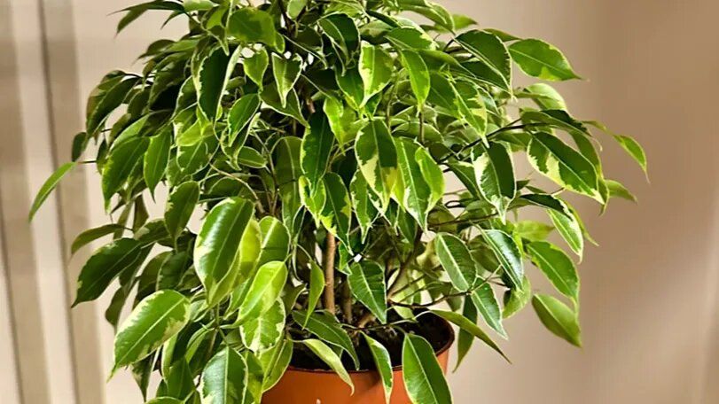 Как ухаживать за фикусом бенджамина: пять простых правил для здорового растения