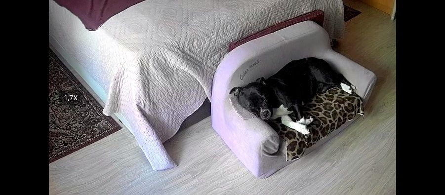 сложные переговоры с пушистым защитником дивана