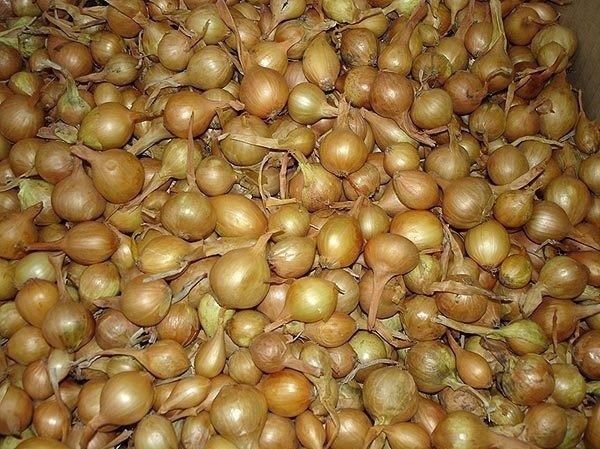 Как правильно высадить лук весной: секреты для крупного урожая