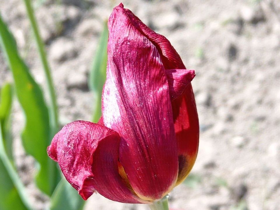 Уход за тюльпанами после цветения: советы для садоводов