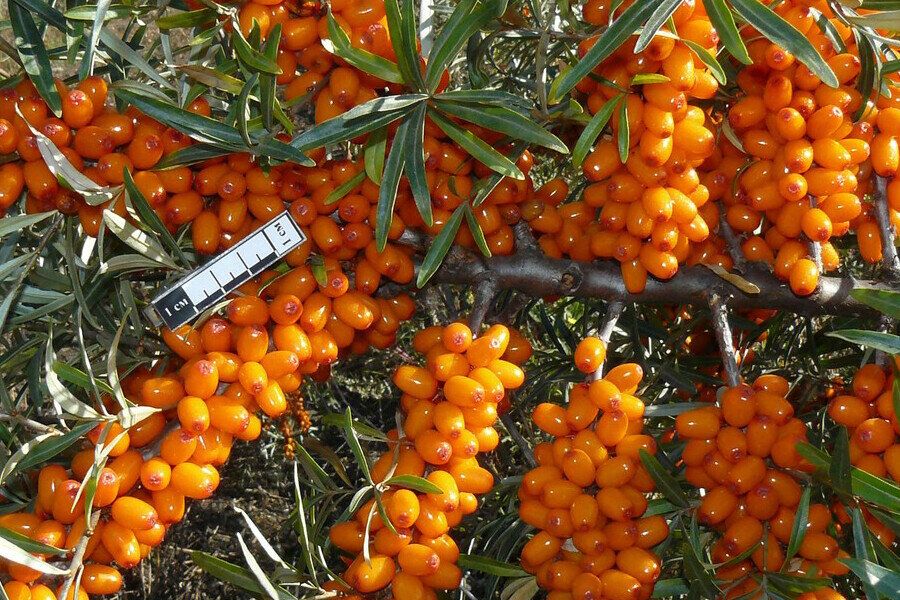 ����������� ��������: ��� ����� ����������� ������ ������ ����