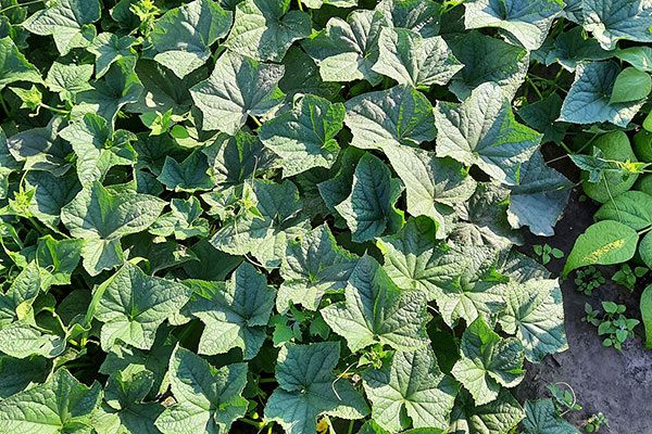 Сорт огурца Бочковой: спокойное объяснение, как вырастить раннеспелый гибрид