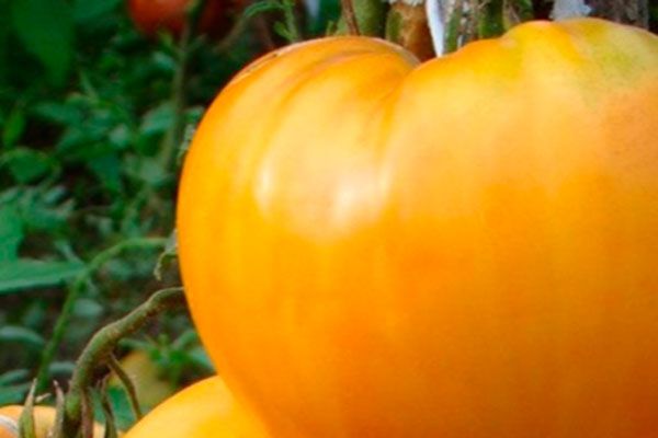 Осознанное выращивание ярко-жёлтых томатов Король Сибири: простая идея для вашего огорода