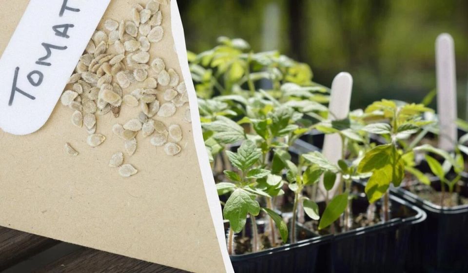 ����������� ����� ������� � ����� � �������� ��������: ��������� ������ �� ���������