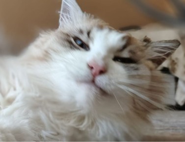 , !.      