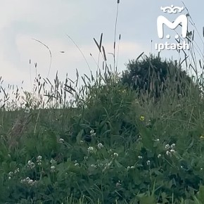 Медведь напал на команду татарско-башкирской певицы Гульназ Асаевой