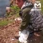 Краснокнижного лебедя-шипуна спасли жители Зеленоградска