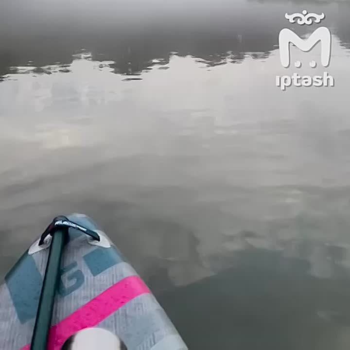        -  ,    