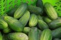 Маринованные огурцы, которые покоряют пикники: хрустящие и готовятся всего за 2 часа