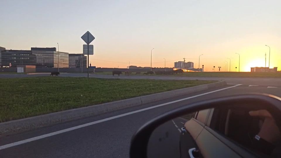 Кабаны выходят на улицы городов осенью в поисках корма перед зимой, их могут привлекать свалки и мусорные контейнеры