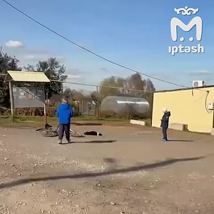 Жители Нижнекамского района снова жалуются на отловщиков — они якобы убивают собак на глазах у детей