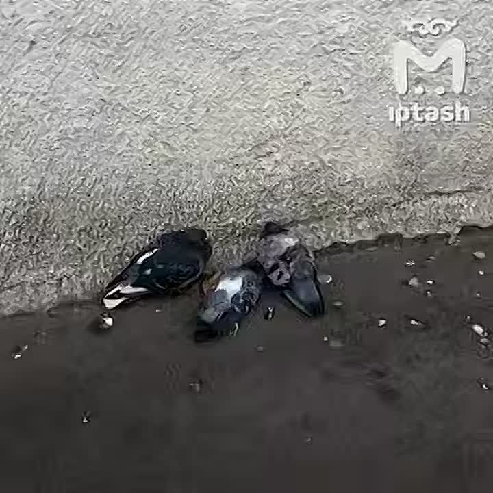 ̸          