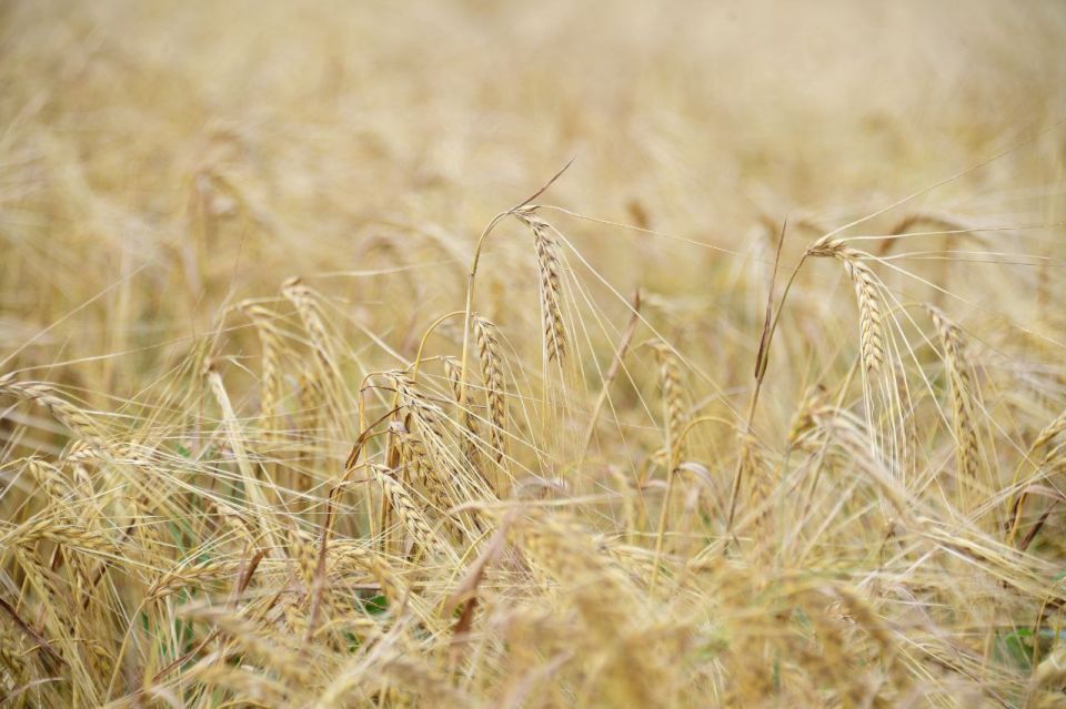 Рустам Минниханов: В этом году на полях республики выращен достойный урожай, в том числе - 4,5 млн тонн зерна