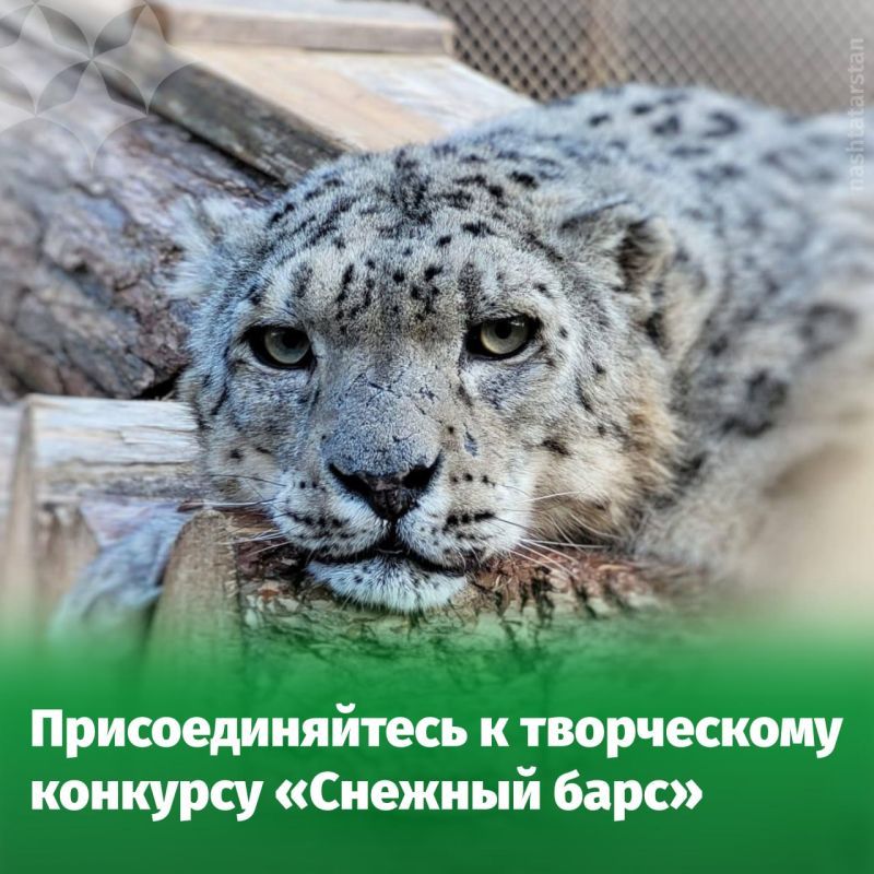 Юные татарстанцы смогут увидеть ирбисов в естественной среде обитания на Алтае