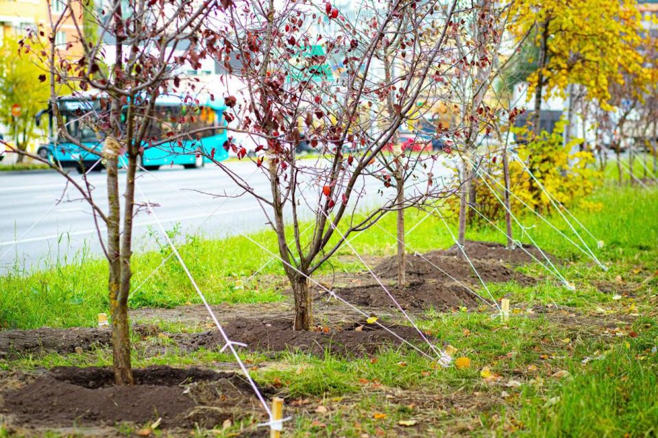 Расцветали яблони и груши