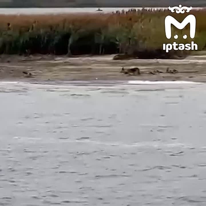 Собаку спасли с острова Маркиз на Куйбышевском водохранилище — она просидела там неделю, одна