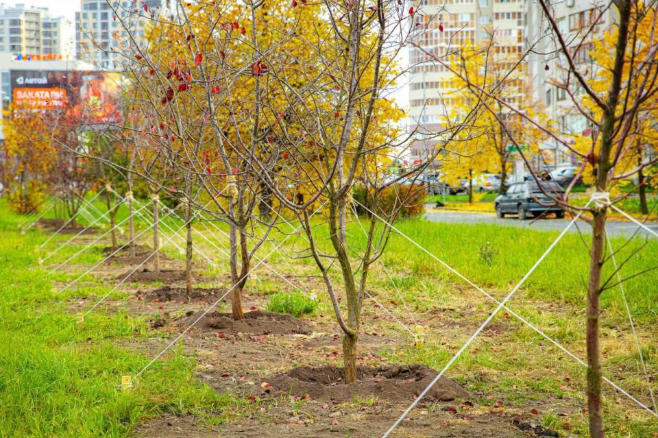 К следующей весне улицы Казани будут еще зеленее и красивее