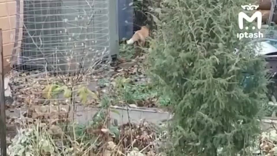Лиса забежала к дачнику и ревнивому коту в Верхнеуслонском районе