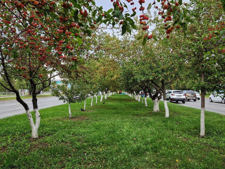 В Набережных Челнах приступили к сбору городских яблок