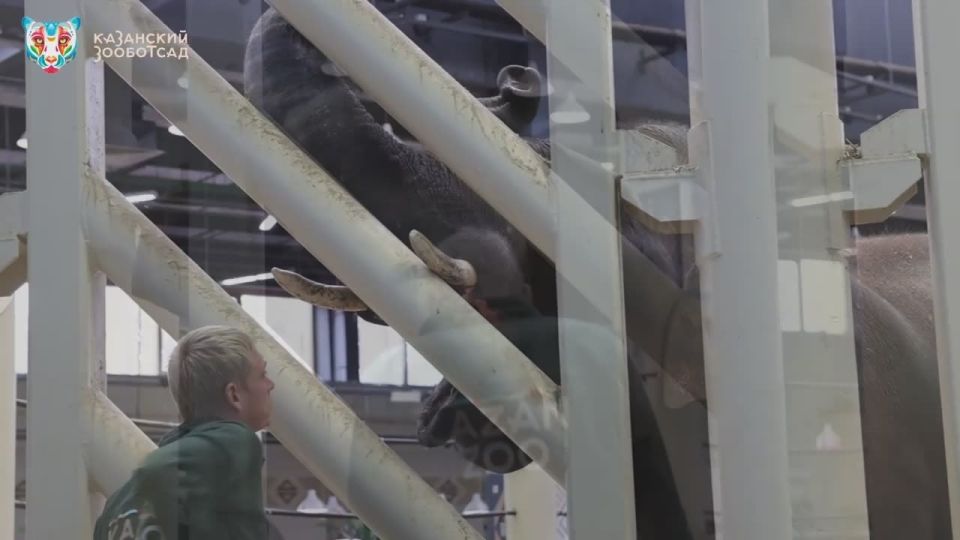 Часто ли вы встречали рисующего слона? Мы - нет