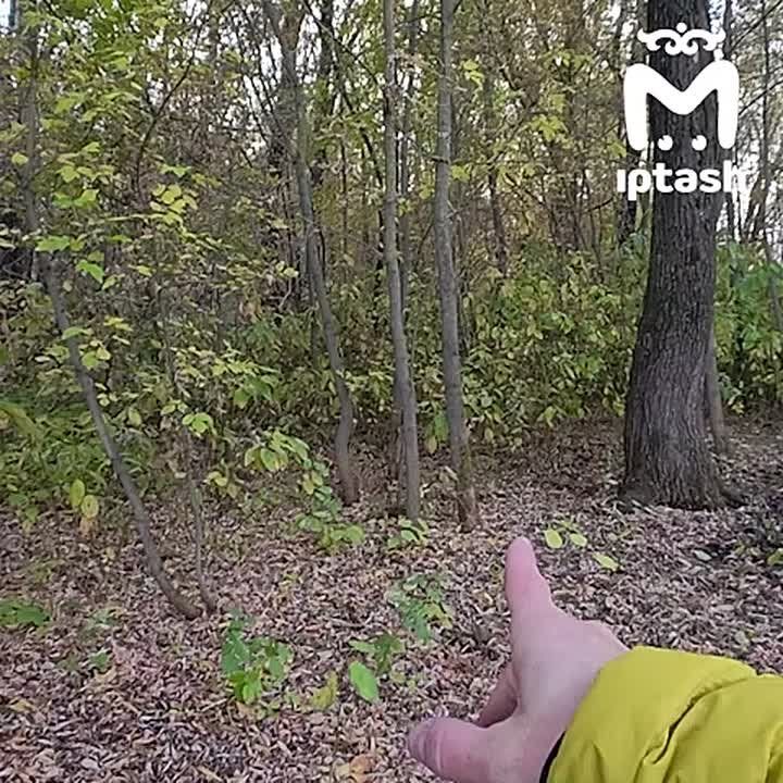 Больше 100 деревьев вырубили на границе Русско-Немецкой Швейцарии