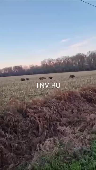 Семейство кабанов с выводком заметили в Алькеевском районе Татарстана